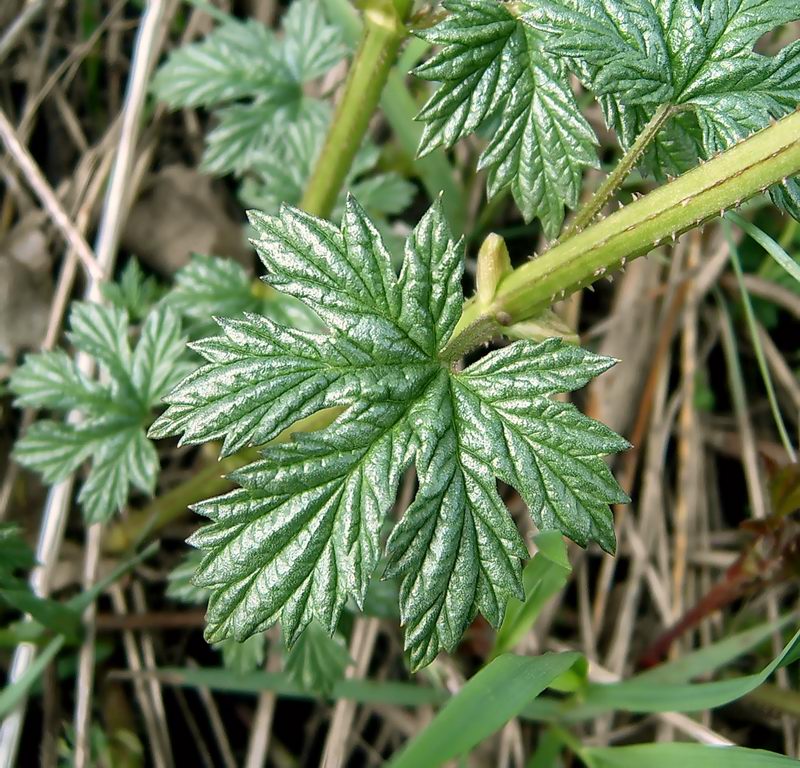 Изображение особи Humulus lupulus.