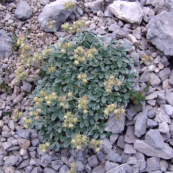 Изображение особи Potentilla oweriniana.