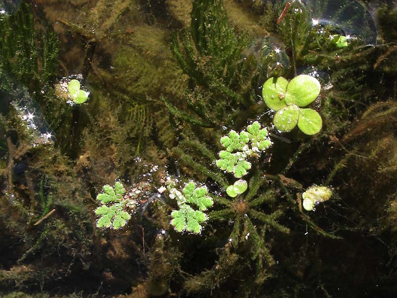 Изображение особи Azolla filiculoides.