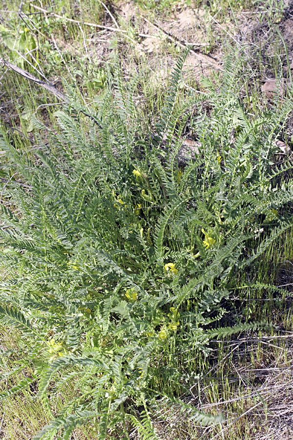 Изображение особи Astragalus ephemeretorum.