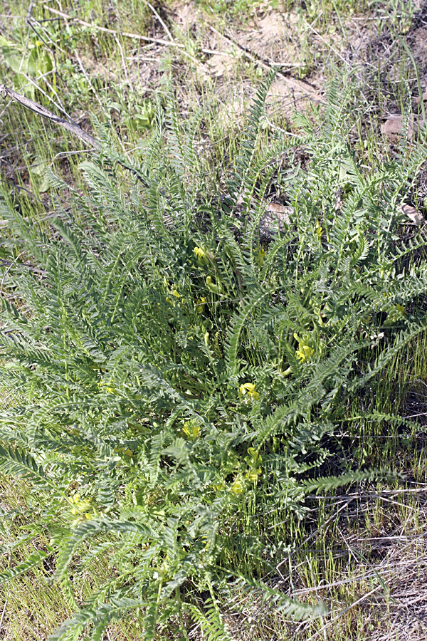 Image of Astragalus ephemeretorum specimen.