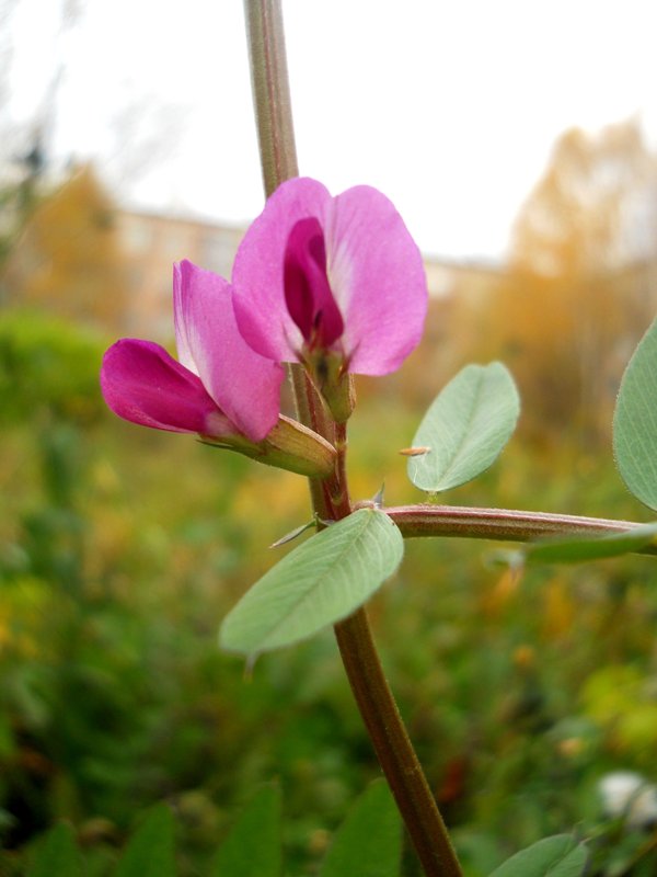 Изображение особи Vicia sativa.