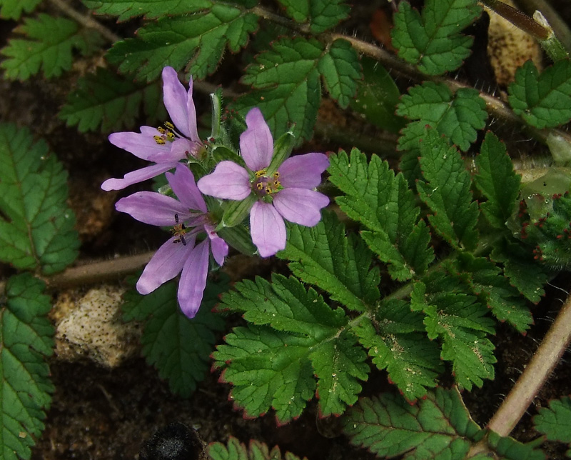 Image of Erodium moschatum specimen.