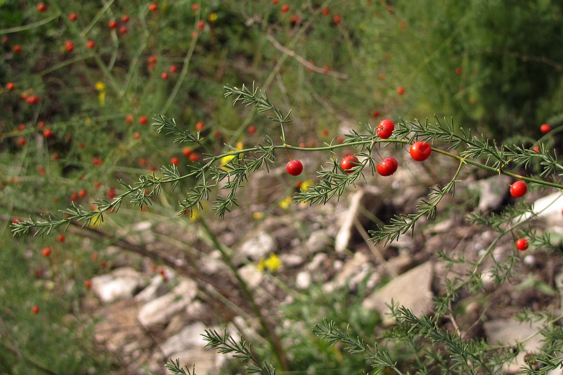 Изображение особи Asparagus litoralis.