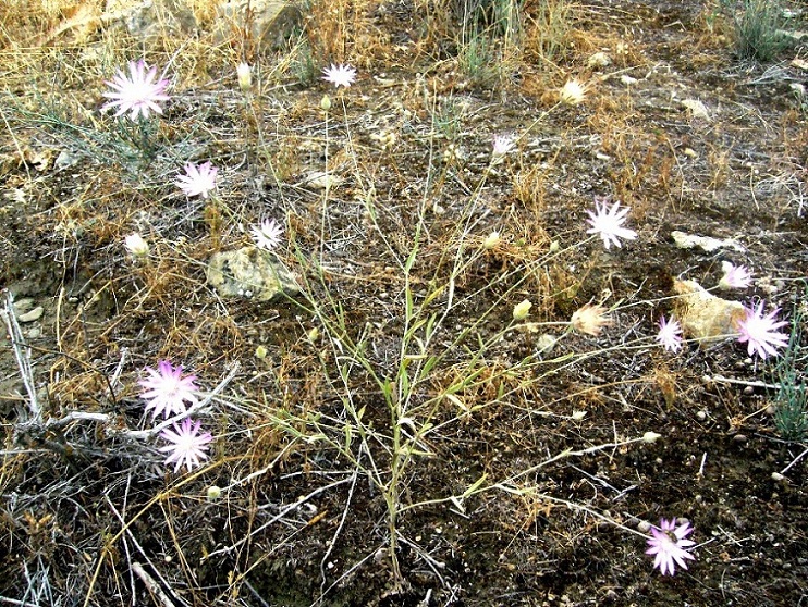 Image of Xeranthemum squarrosum specimen.