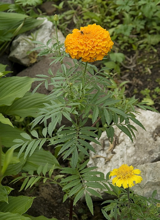 Image of Tagetes erecta specimen.