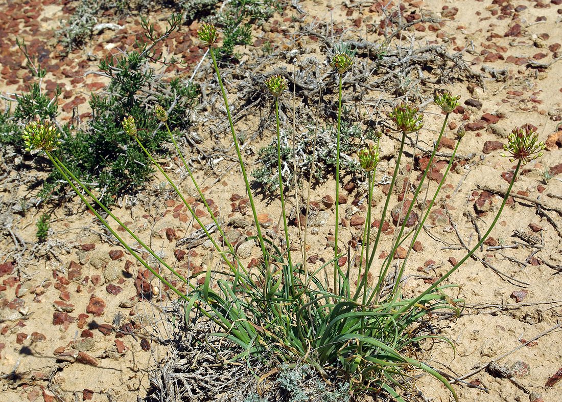 Image of Allium trachyscordum specimen.
