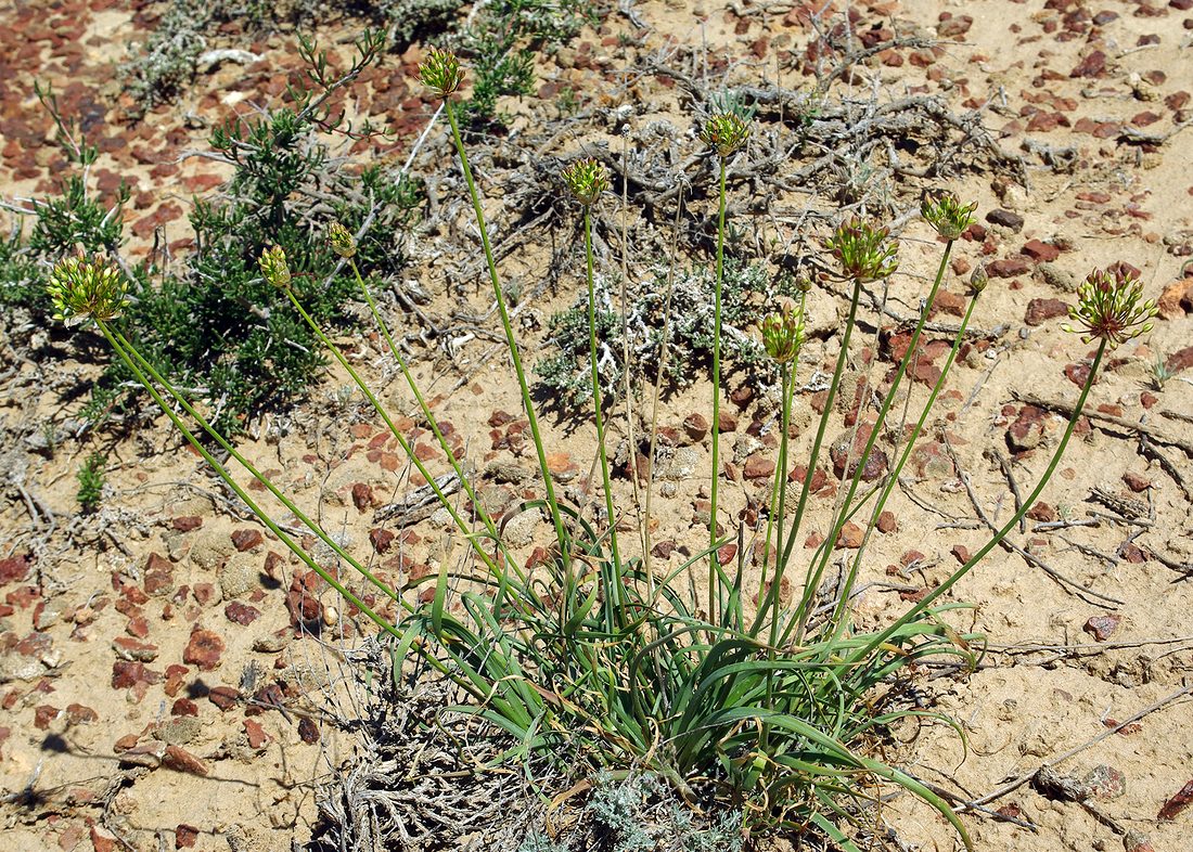 Изображение особи Allium trachyscordum.