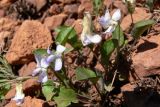 Viola rupestris