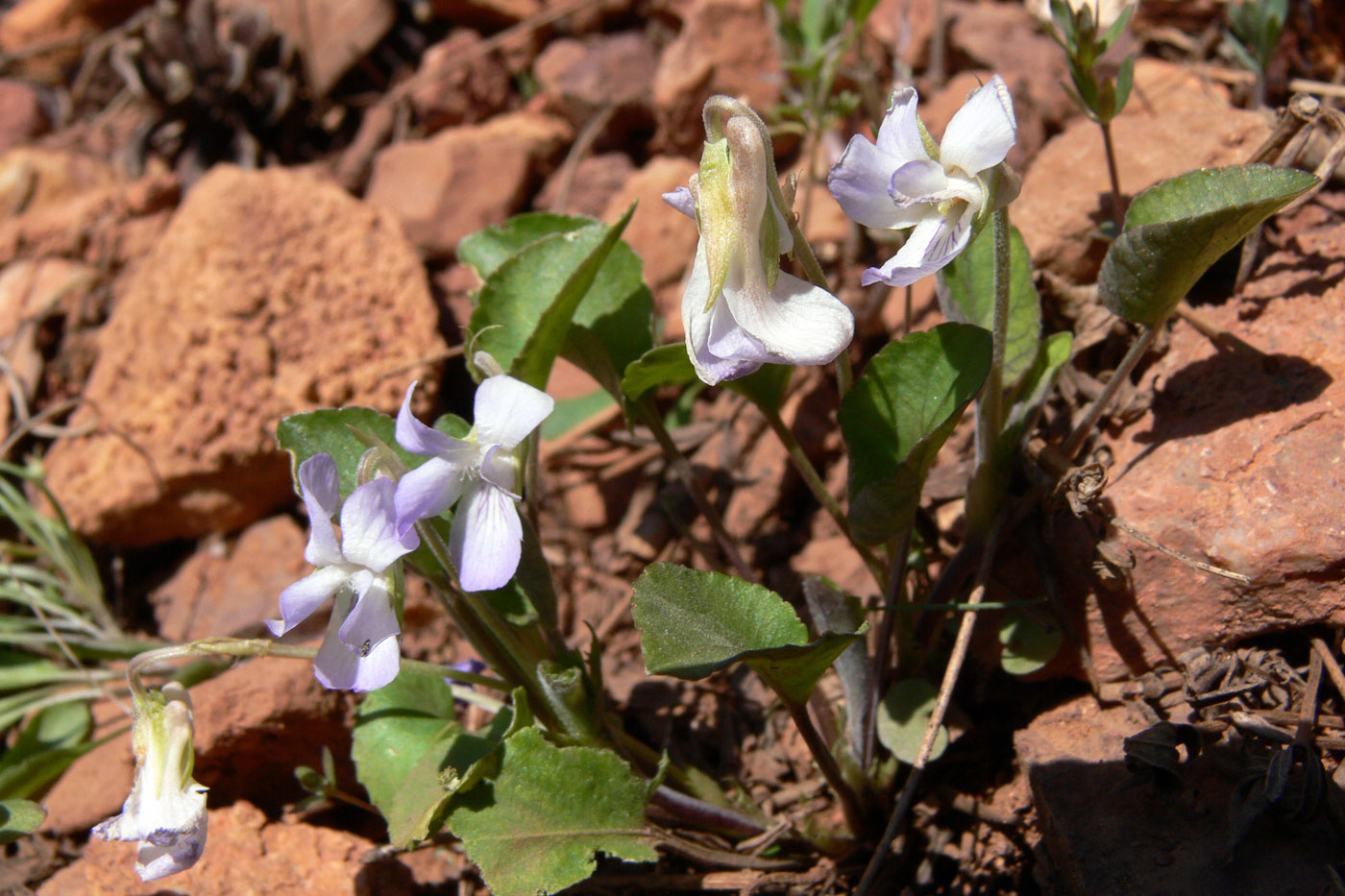 Изображение особи Viola rupestris.