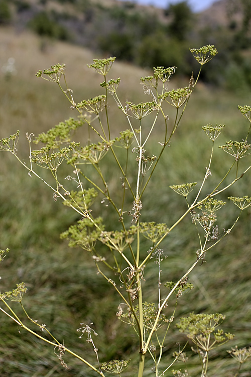 Изображение особи Conium maculatum.