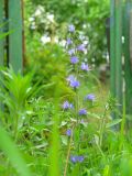 Echium vulgare