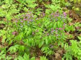 Lathyrus vernus