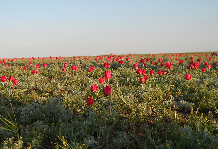 Изображение особи Tulipa suaveolens.