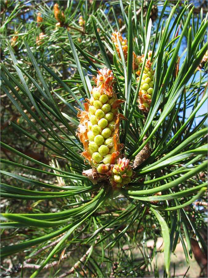 Изображение особи Pinus sylvestris.