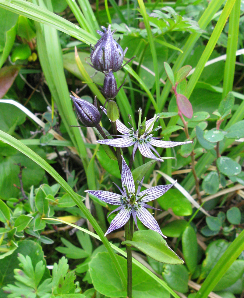 Image of Swertia stenopetala specimen.