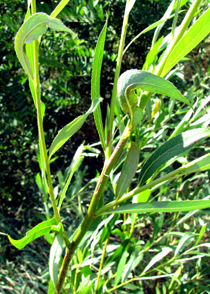 Image of Salix &times; undulata specimen.