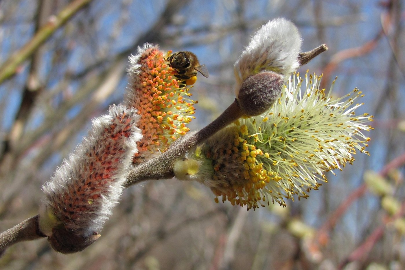 Image of Salix caprea specimen.