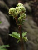 Sanicula europaea