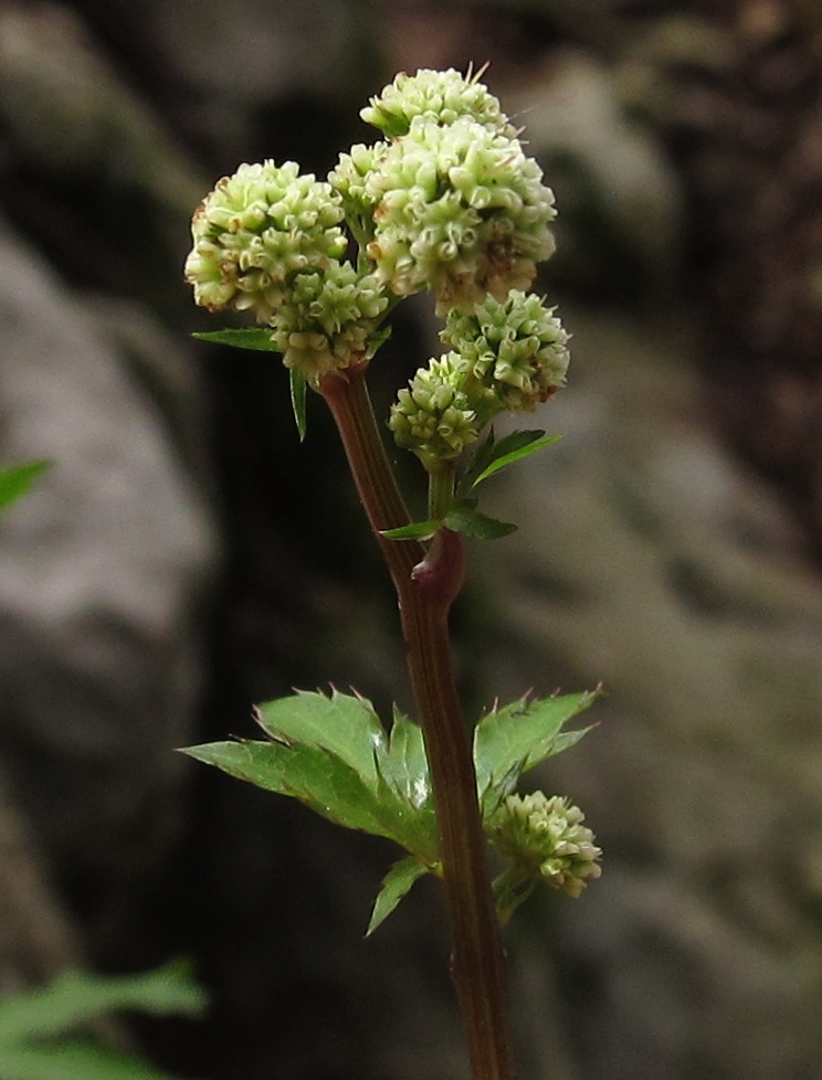 Image of Sanicula europaea specimen.