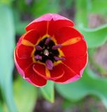 Tulipa julia