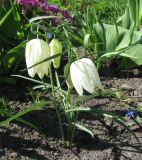 Fritillaria meleagris. Цветущее растение (белоцветковая форма). Санкт-Петербург, клумба. 15 мая 2012 г.