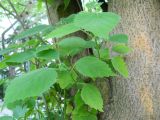 Broussonetia papyrifera. Молодые побеги в нижней части ствола. Крым, Ялта, в культуре. 21 мая 2012 г.
