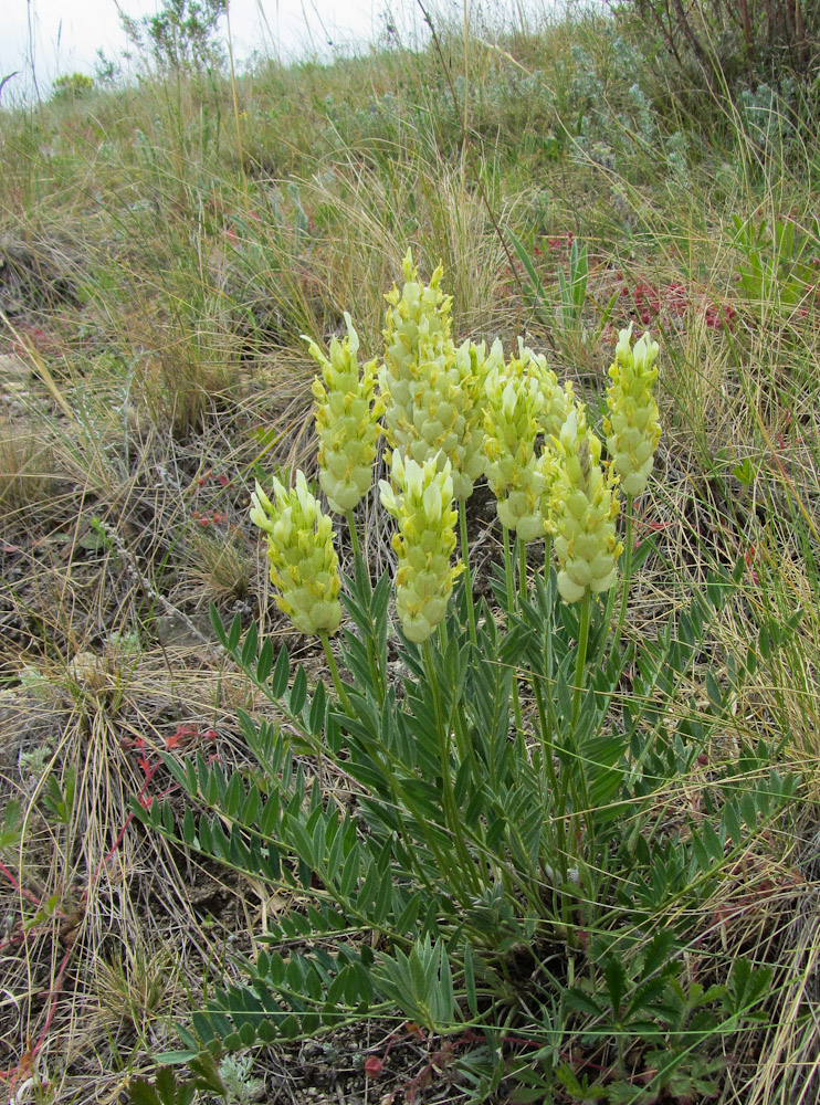Image of Astragalus follicularis specimen.