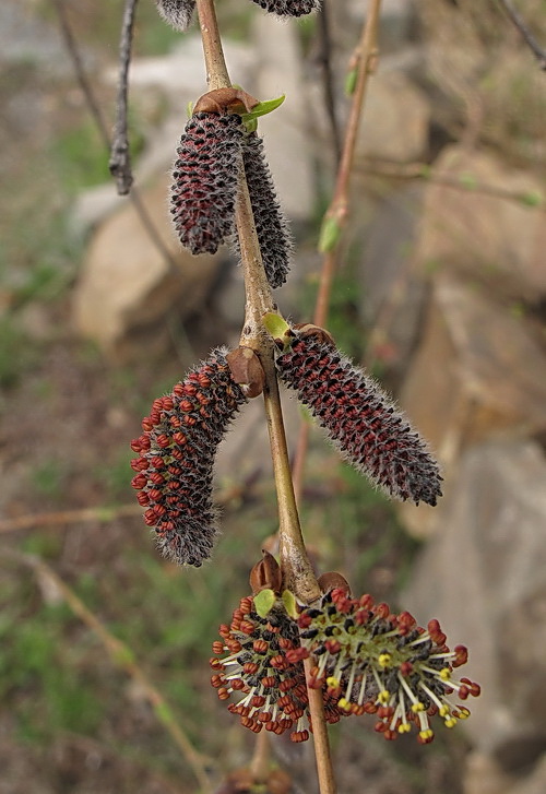 Image of Salix integra specimen.