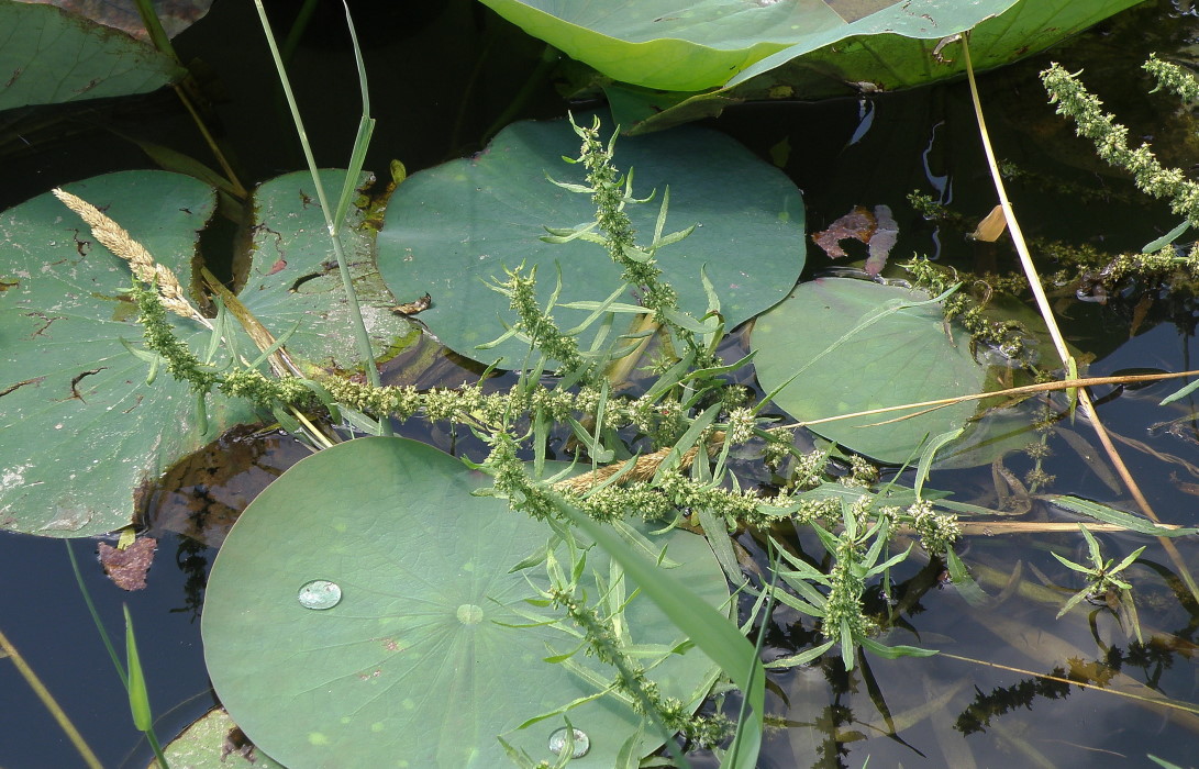 Image of Rumex maritimus specimen.