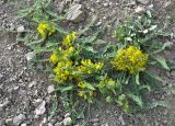 Astragalus pseudoutriger