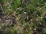 Bromus arvensis
