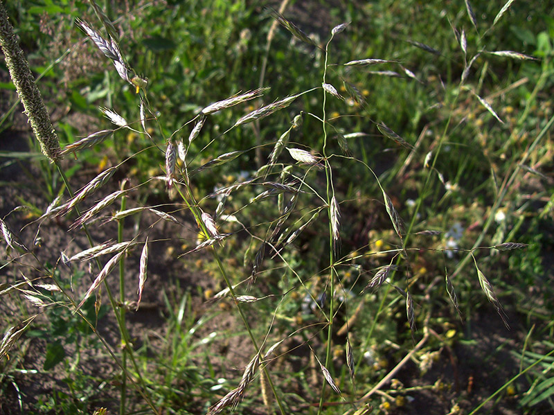 Image of Bromus arvensis specimen.