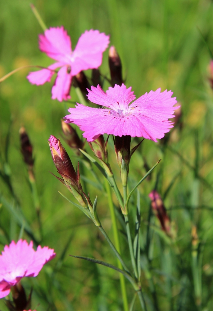 Изображение особи Dianthus fischeri.