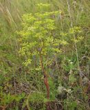 Xanthoselinum alsaticum. Цветущее растение. Татарстан, Бавлинский р-н. 14.07.2012.