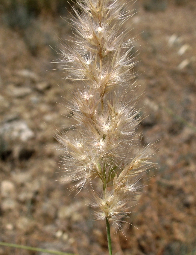 Изображение особи Enneapogon persicus.