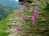 Dianthus orientalis