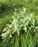 Althaea officinalis. Сильно разветвлённое, обильно цветущее растение. Астраханская обл., Икрянинский р-н, низина у с. Ниновка. 10.08.2012.