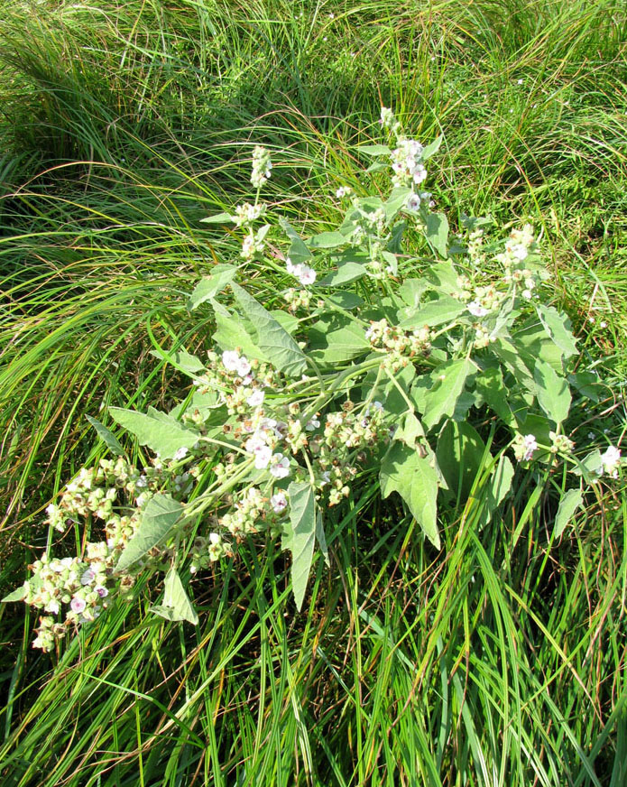 Image of Althaea officinalis specimen.