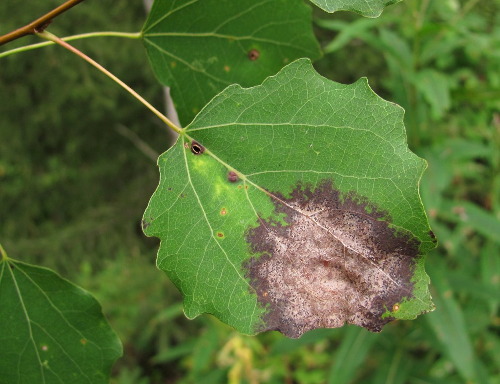 Image of Populus tremula specimen.