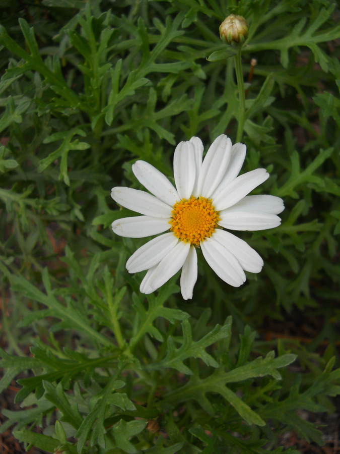 Image of Argyranthemum frutescens specimen.