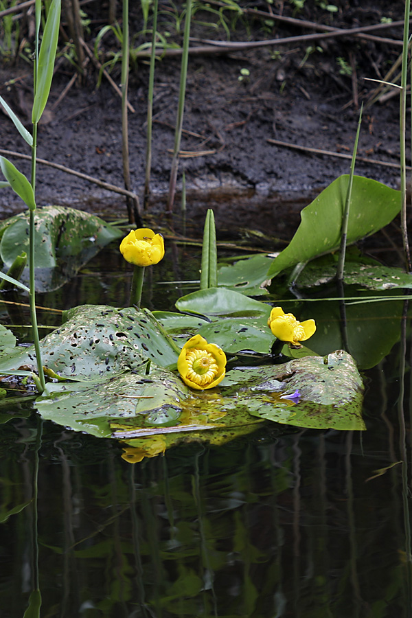 Изображение особи Nuphar lutea.