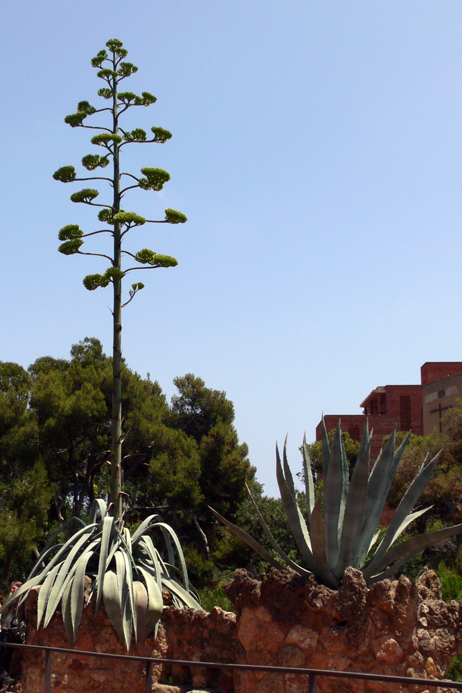 Image of Agave americana specimen.