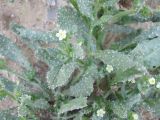 Anchusa aegyptiaca. Часть цветущего растения. Израиль, Северный Негев, лес Лаав. Апрель 2009 г.