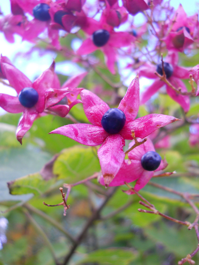 Изображение особи Clerodendrum trichotomum.