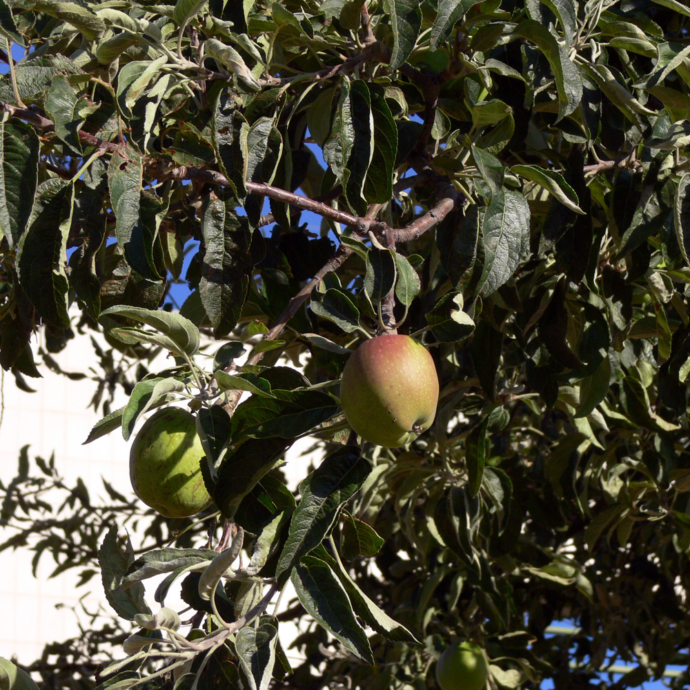 Image of Malus domestica specimen.
