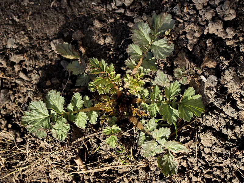 Image of Geum urbanum specimen.