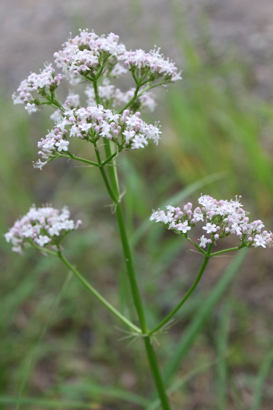 Изображение особи Valeriana officinalis.