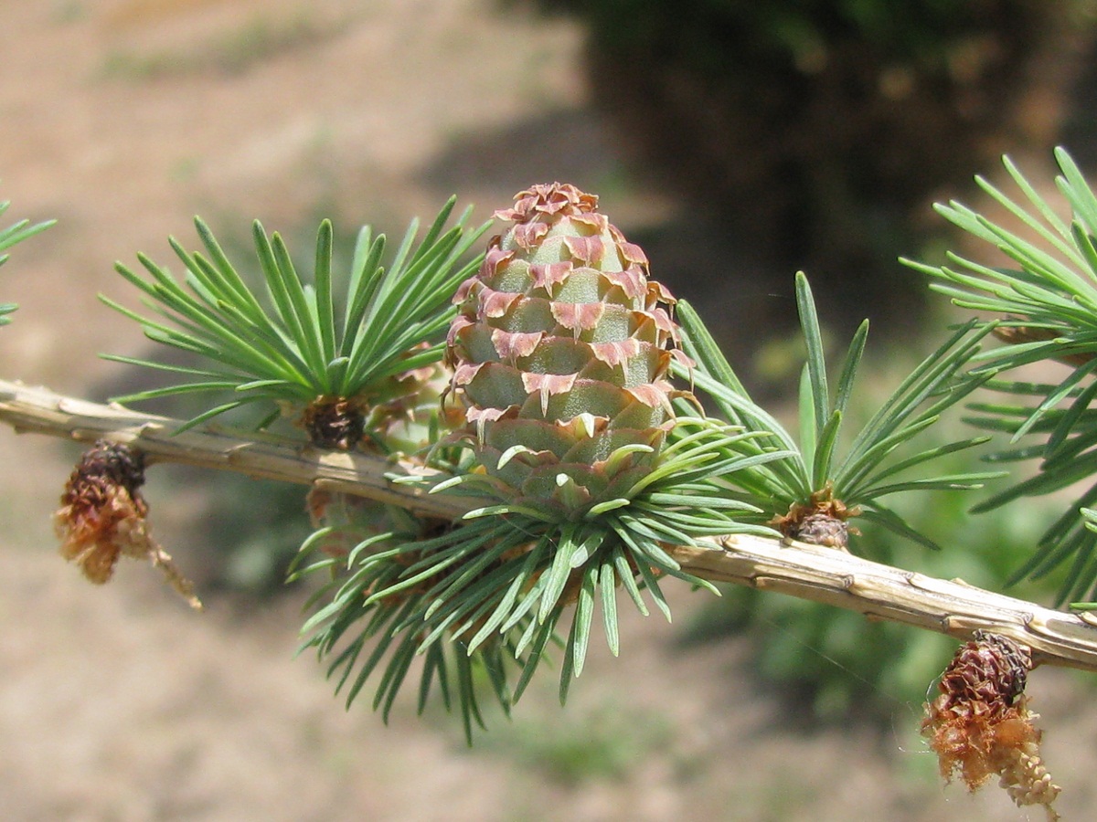 Image of Larix decidua specimen.