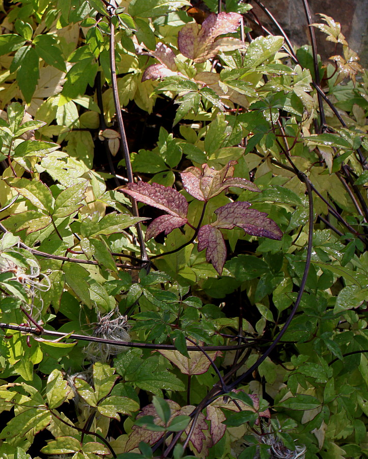 Image of Atragene alpina specimen.